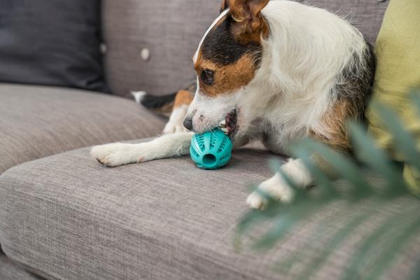 Trixie Denta Fun Rugbyball Hundespielzeug